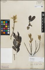 Foto von Salix lasiolepis Benth.